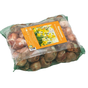 Visuel 1 du produit Filet de narcisse botanique botanic® - 100 bulbes