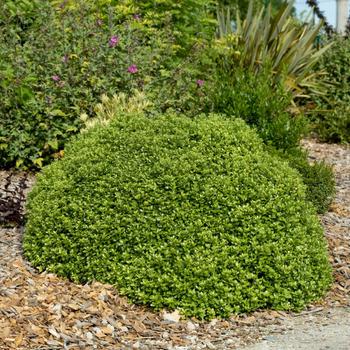 Visuel 1 du produit Pittosporum tenuifolium Beach Ball Trew01. Le pot de 3,5 litres