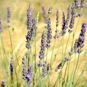 Visuel 1 du produit Lavandin pure platinum bleu en pot de 2 L