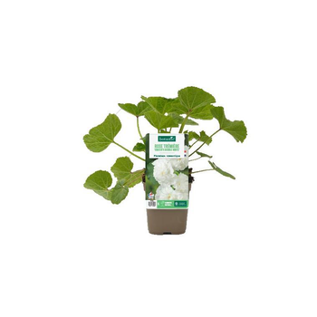 Visuel 1 du produit Rose trémière ‘Chater’s double White’ - Le pot de 1 litre