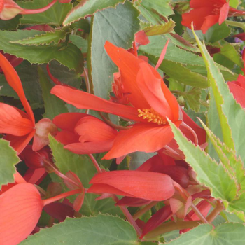 Visuel 1 du produit Bégonia Summerwings à fleurs multicolores - Le pot de 4,5 litres