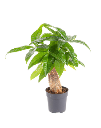 Visuel 1 du produit Pachira aquatica (Châtaignier de Guyane) vert. Le pot Ø 21 cm