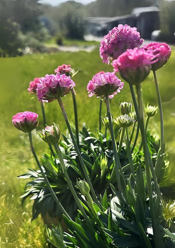 Visuel 1 du produit Armérie DREAMERIA® - Le pot de 2 litres