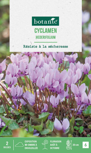 Visuel 1 du produit Cyclamen hederifolium en mélange botanic® - 2 bulbes