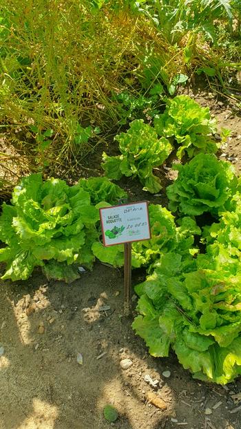 Visuel 1 du produit Lot de 3 étiquettes "salade roquette" coloris blanc en plastique - 12 x 1 x 14 cm