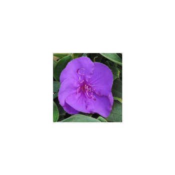 Visuel 1 du produit Tibouchina sur tige - Le pot de 1 litre