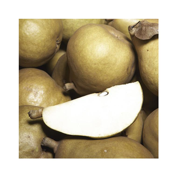 Visuel 1 du produit Poirier Super Comice Delbard ® Delbias. En racine nue, forme 1/2 tige calibre 6/8