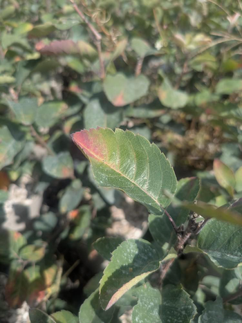 Visuel 1 du produit Amelanchier Ovalis – 3 L