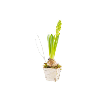 Visuel 1 du produit Jacinthe X1 Pot Bouleau Carre