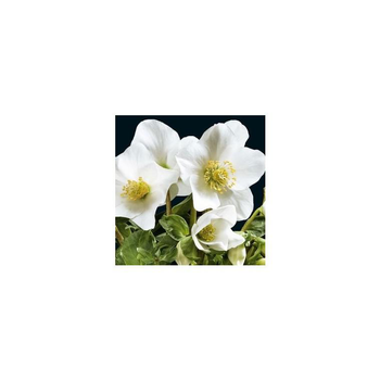 Visuel 1 du produit Rose de Noël - Le pot en terre cuite