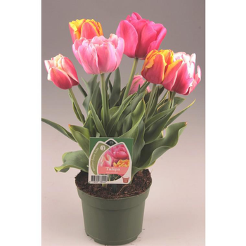 Visuel 1 du produit Tulipe Arlequin - Le pot de 3 litres