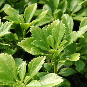 Visuel 1 du produit Pachysandra Terminalis - Le pack de 6 plants