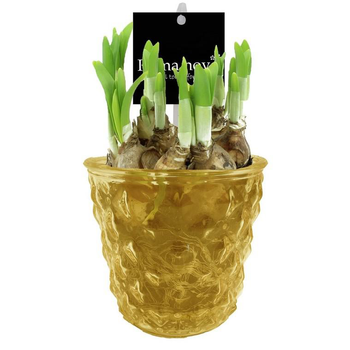 Visuel 1 du produit Narcisse tête à tête - Verrerie