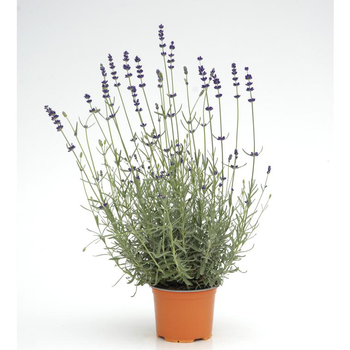 Visuel 1 du produit Lavande - Le pot diam 12 cm