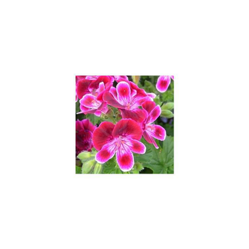 Visuel 1 du produit Géranium pensée à petites fleurs - La coupe