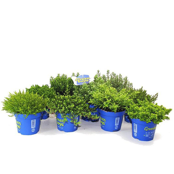 Visuel 1 du produit Hebe ou Véronique arbustive. Le pot de 10,5 cm