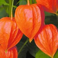 Visuel 1 du produit Physalis Amour En Cage - Le pot de 1 litre