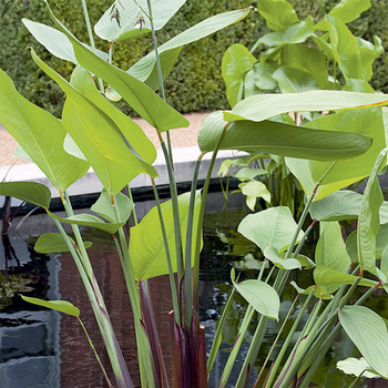Visuel 1 du produit Thalia germinata pot de 3 litres