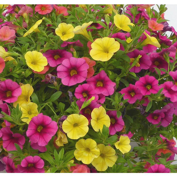 Visuel 1 du produit Calibrachoa (mini Pétunia) à fleurs multicolores - Le pot de 0,7 litre