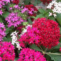 Visuel 1 du produit Pentas - Le pot de 10,5 cm