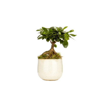 Visuel 1 du produit Ficus ginseng avec cache-pot (sans mousse) Ø 12 cm