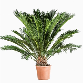 Visuel 1 du produit Cycas Revoluta. Le pot de 12 litres