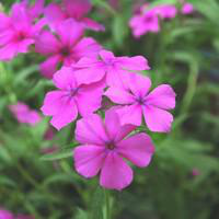 Visuel 1 du produit Phlox de Drummond - Le pot de 2,5 litres