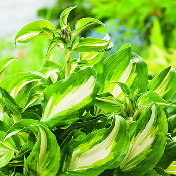 Visuel 1 du produit Hosta Undulata Mediovariegata vert botanic®. Le pot de 2 litres