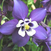 Visuel 1 du produit Ancolie - La barquette de 6 plants