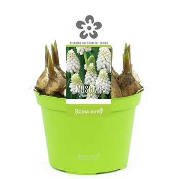 Visuel 1 du produit Muscari White Magic - Le pot de 1 litre