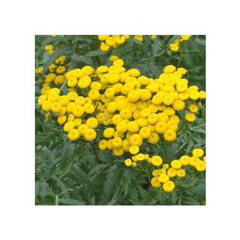 Visuel 1 du produit Repousse les insectes Bio - Le pot Biodégradable de 10.5 cm