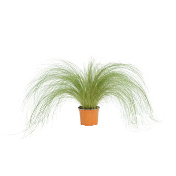Visuel 1 du produit Stipa cheveux d'anges - Le pot diam 12 cm