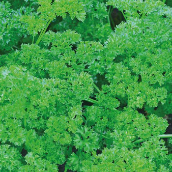 Visuel 1 du produit Persil Frise Bio. Le pot de 2,5 litres