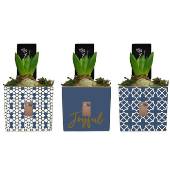 Visuel 1 du produit Jacinthe en pot décoratif forme carrée de 9 cm