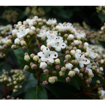 Visuel 1 du produit Laurier-tin (Viburnum Tinus). Le pot de 3 litres