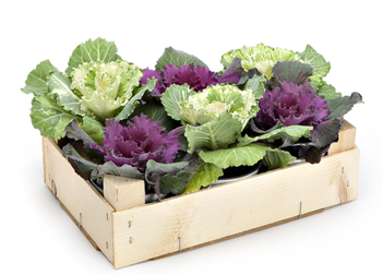 Visuel 1 du produit Chou décoratif - La cagette de 6 plants