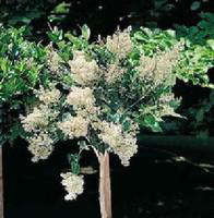 Visuel 1 du produit Ligustrum Japonicum ou Troène 80/100 cm en pot de 10 L