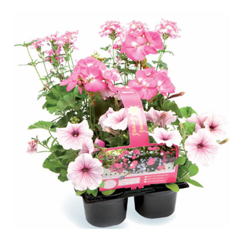 Visuel 1 du produit Mélange de fleurs annuelles - Le pack de 6 plants