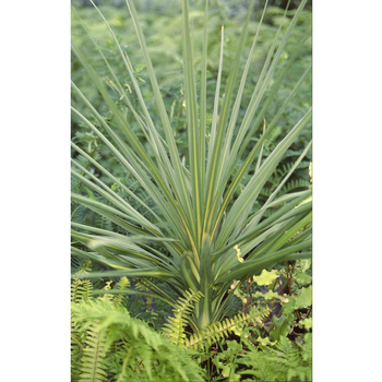 Visuel 1 du produit Cordyline indivisa 60/90 cm en pot de 5 L