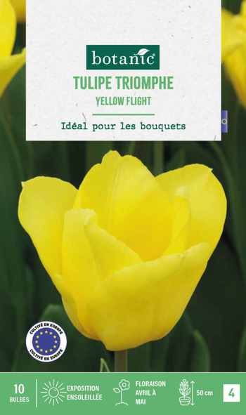 Visuel 1 du produit Tulipe Yellow flight botanic® - 10 bulbes