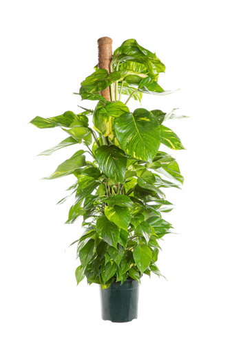 Visuel 1 du produit Pothos Golden vert. Le pot Ø 12 cm