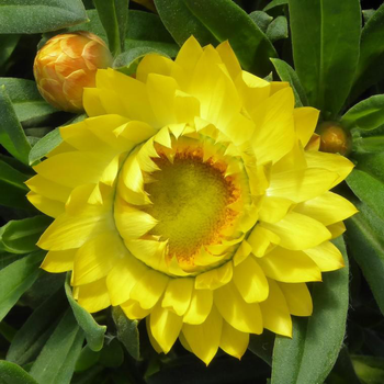 Visuel 1 du produit Immortelle ou Hélichryse à fleurs multicolores - La coupe Ø 25 cm