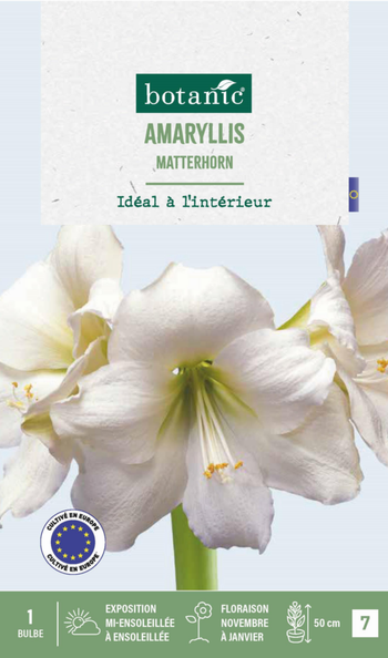 Visuel 1 du produit Amaryllis intérieur Matterhorn botanic® - 1 bulbe