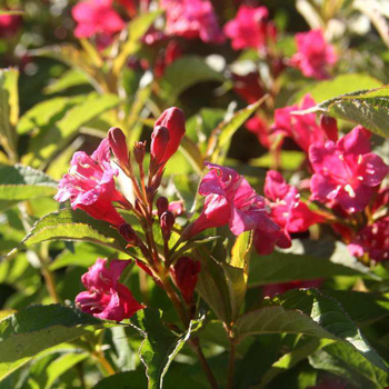 Visuel 1 du produit Weigela Bristol Ruby rouge. Le pot de 7 litres