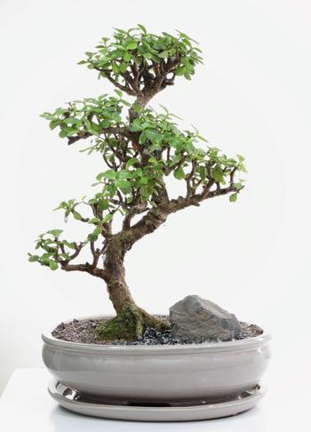 Visuel 1 du produit Bonsaï Portulacaria botanic® taille 7,5. Le pot