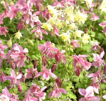 Visuel 1 du produit Ancolie SPRING MAGIC® variée - Le pot de 2 litres