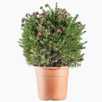 Visuel 1 du produit Grevillea Gracilis Rosea rose. Le pot de 3 litres