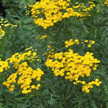 Visuel 1 du produit Repousse les insectes Bio - Le pot Biodégradable de 10.5 cm