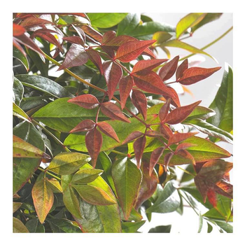Visuel 1 du produit Nandina Domestica rouge en pot