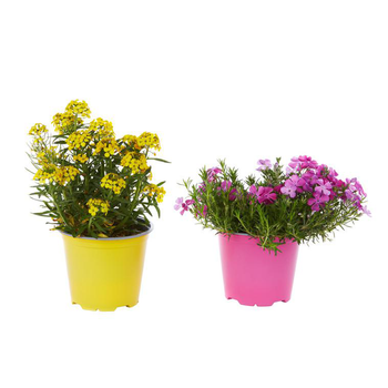 Visuel 1 du produit Plantes vivaces variées - Le pot de 1 litre